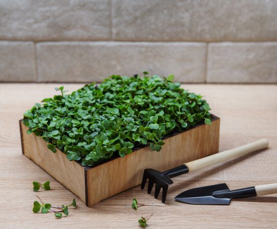 Microgreens – Kleine Pflänzchen, große Wirkung